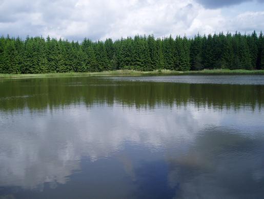 Z ornitologického hlediska je tento rybník poměrně nezajímavý.