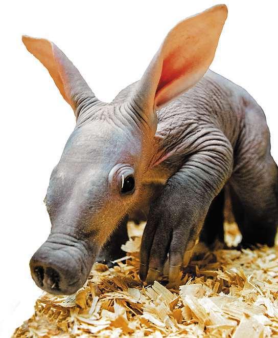 10 25. května 2018 Česká republika Nové hvězdy českých zoo, seznamtese Lvíčata,orangutani, klokani, ale ikuriózní hrabáček.