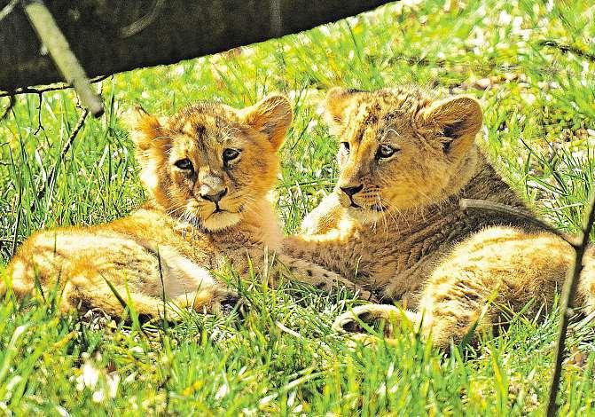 Orlosupy bradaté v Česku chovají jen čtyři zoo, vchomutově je tomu tak od roku 1999. Před čtyřmi lety jsme uměle odchovali první mládě. První přirozený odchov se podařil loni, doplnila Monika Tomková.