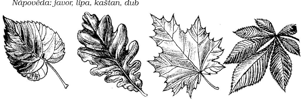 6) Poznáš listy, kterému stromu patří? lípa dub javor kaštan 7) Poznáš, kterému stromu patří tato semena? lípa dub javor kaštan 8) Jehličnaté stromy na zimu neopadávají.., opadává jen modřín.