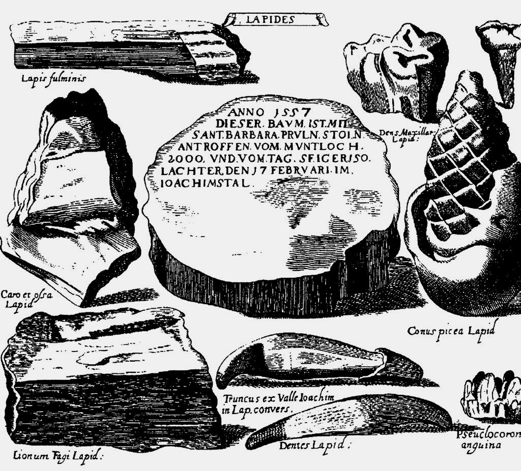 jáchymovské zkamenělé dřevo (První vyobrazení jáchymovského fossili. Na průřezu kmenem je poznamenáno: Roku 1557 byl tento strom nafárán ve štole Sv.