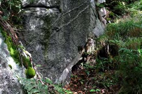 světlá žíla v horské žule je aplit (Vlčí hřbet nad Mariánskou, 2010) Během teplých a vlhkých interglaciálů hory souvisle pokrývaly husté lesy.