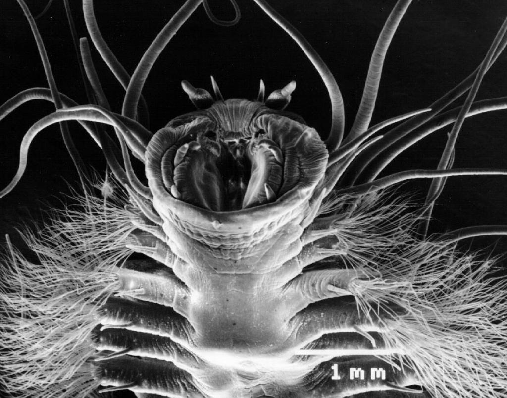 Among the most well known psychrophiles are the worms that dwell in methane