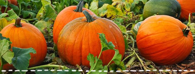 Období dýní 12. 10. 2018 Období dýní Do podzimní kuchyně neodmyslitelně patří dýně a tykev. Vyroste bez velké námahy nebo se dá koupit na trhu či v obchodě.