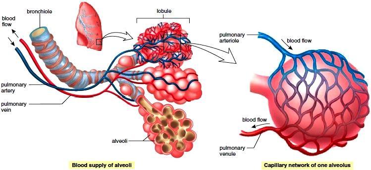 Atelektázy v dependentních částech plic Alveolarizace