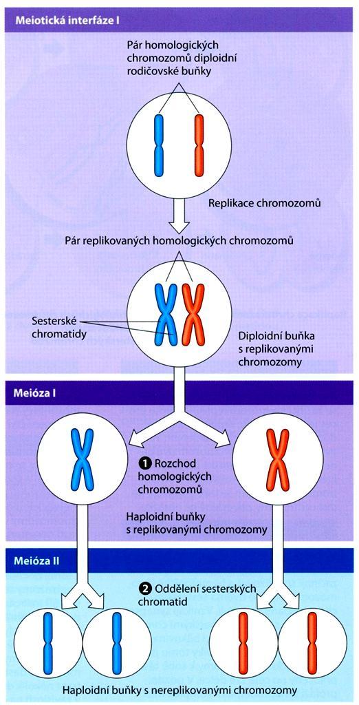Chromozomy tělní buňky člověka: diploidní sada chromozomů = každý typ
