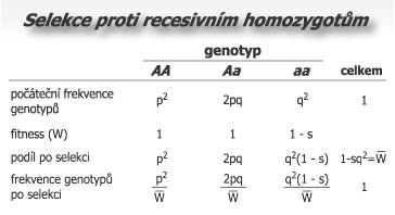 Selekce roti recesivním homozygotům Známe-li frekvence alel (, q) a hodnotu selekčních koeficientů genotyů, lze odhadnout změnu frekvencí alel a genotyů o jednotlivých generacích.