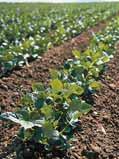 NEJDŮLEŽITĚJŠÍ ZPRÁVY A ÚSPĚCHY ROKU 2008 PRAPeR: Hodnocení bezpečnosti aktivních látek v pesticidech Skupina pro hodnocení rizik pesticidů (PRAPeR) experty ve stejném oboru (peer review) je