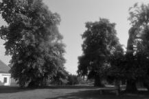 Lípa srdčitá (lípovité) Tilia cordata L.