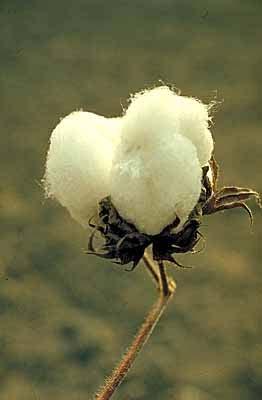 Gossypium