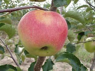 jabloň (Malus