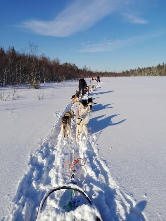 Náš největší zážitek byla návštěva Husky safari, která byla asi půlhodiny jízdy od Kemi. V Husky safari si sami vyzkoušíte, jaké to je řídit psí spřežení.