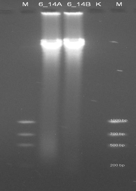 Určení kvality vyizolované DNA Obr. 5.
