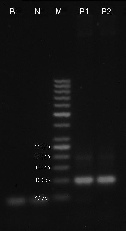 koncentrací DNA 5 ng/µl (6_14A), P2 pozitivní kontrola CRM 6/2014 s koncentrací DNA 10 ng/µl (6_14B). Amplifikační kit REDTaq. Obr. 8.