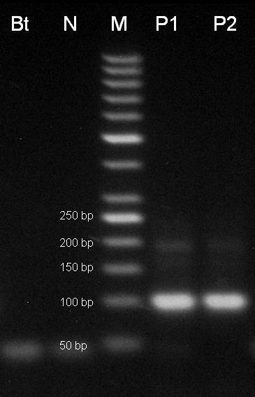 6/2014 s koncentrací DNA 5 ng/µl (6_14A), P2 pozitivní kontrola CRM 6/2014 s koncentrací DNA 10 