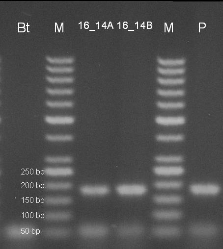 Bt beztemplátová kontrola, M - marker 50 bp, P pozitivní kontrola CRM 7/2013. Amplifikační kit REDTaq. Stanovení screeningového elementu NOS Obr. 15.