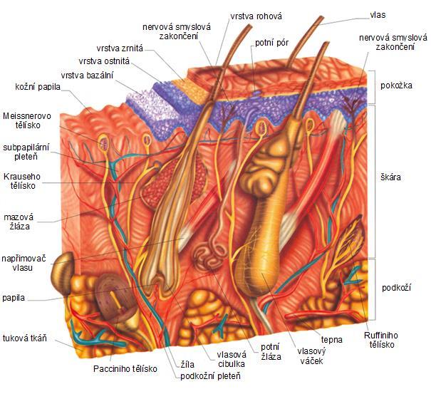 vlasové folikuly a nehty) jsou ektodermového původu, dermis a hypodermis pochází z mezodermu. Spojení epidermis a dermis je nepravidelné.
