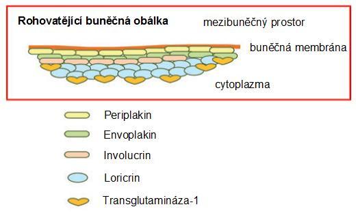 (asparagová a glutamová kyselina) zatímco bazický typ keratinu obsahuje více pozitivně nabitých aminokyselin (lysin, arginin, histidin); (Wickett 2006).
