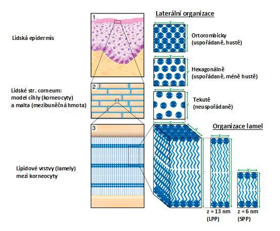 přibliţně 13 nm) a slabší prouţky (tzv. short periodicity phase, SPP, s periodicitou přibliţně 6 nm); (Bouwstra 2006, Caussin 2008).
