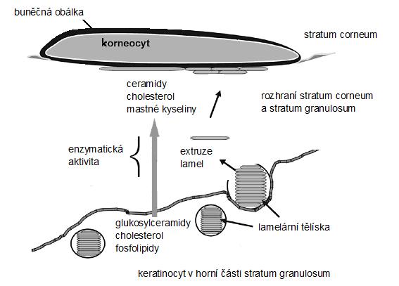 zatímco u prasečí kůţe je víc zastoupeno hexagonální uspořádání a tekutě krystalické formy (Jacobi 2005a).