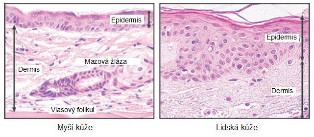 corneum a specifickým sloţením mezibuněčné hmoty (Forslind 1998). Lipidy obsaţené v této hmotě se v případě člověka a prasete velmi shodují (Obr.