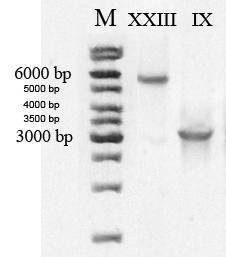 Obr. 8: Toxinotypizace B1. Restrikční profily fragmentu B1 u 9 detekovaných toxinotypů. Fragmenty B1 byly štěpeny enzymy HincII (H) a AccI (A).