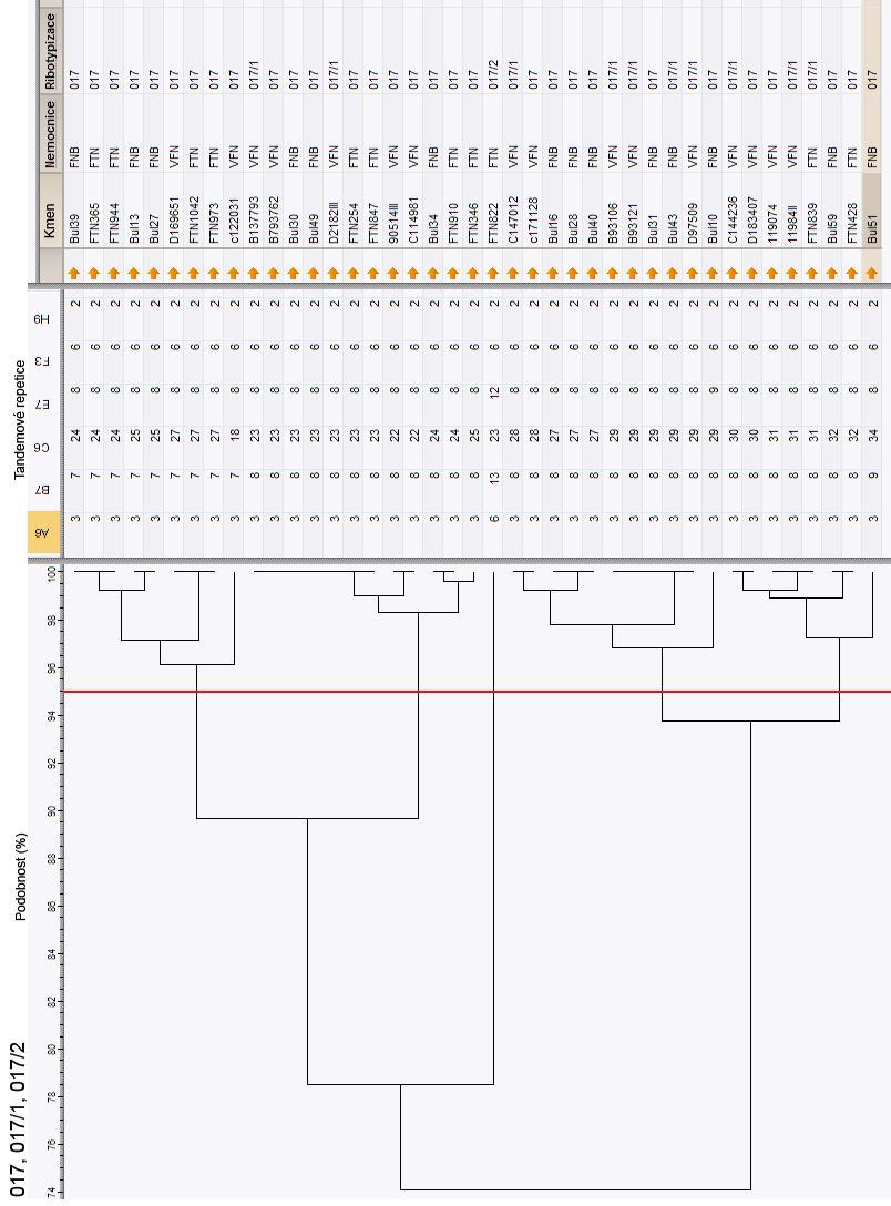 Obr. 12: Dendrogramy ribotypů 017, 017/1 a 017/2 založený na MLVA typizaci.