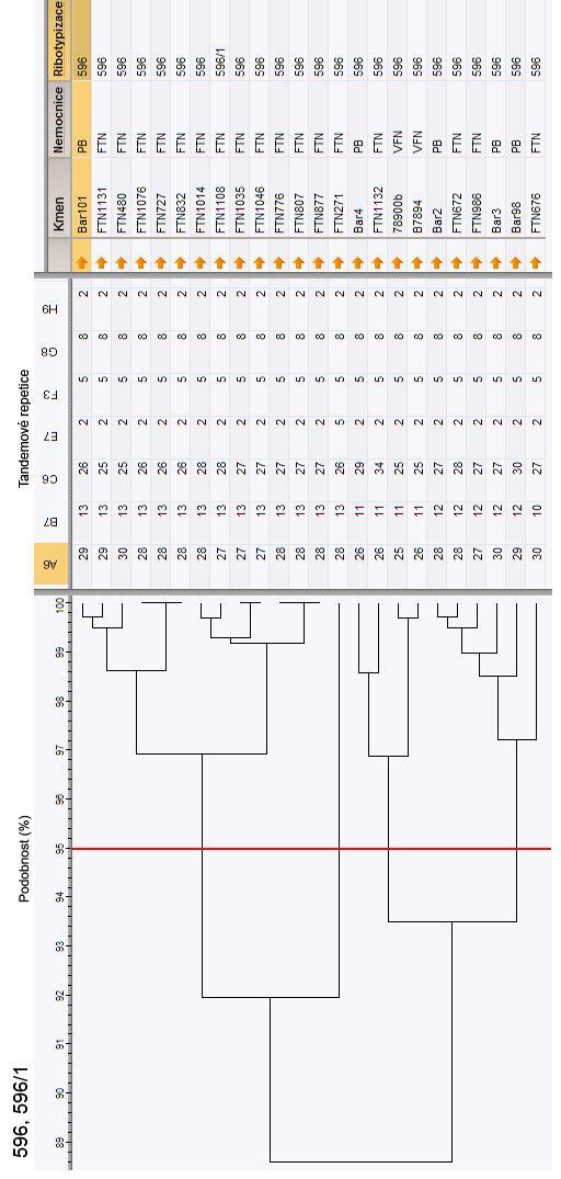Obr. 13: Dendrogramy ribotypů 017, 017/1 a 017/2 založený na MLVA typizaci.