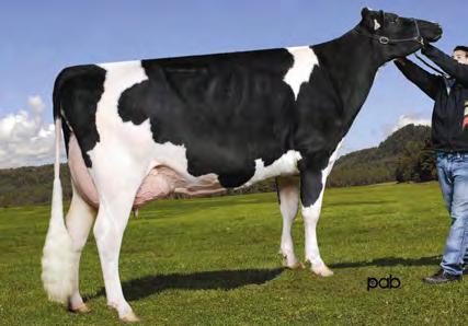 VIEUXSAULE CAPTAIN NXB-495 OAK x SUDAN x BOLTON» vybalancovaná produkce a exteriér» lehké porody» outcrossový původ (Niagra x Lief) DN: 5.11.2013 Stád 54 Dcer 109 Mléko +744 2458 Tuk +33 +0.