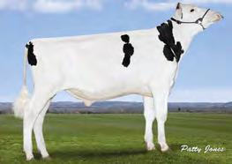 COMESTAR LINEMAN NEO-801 MOGUL x MAN-O-MAN x GOLDWYN» vynikající utváření vemene» vysoká produkce T+B kg i %» výborné mimoprodukční znaky DN: 09.11.