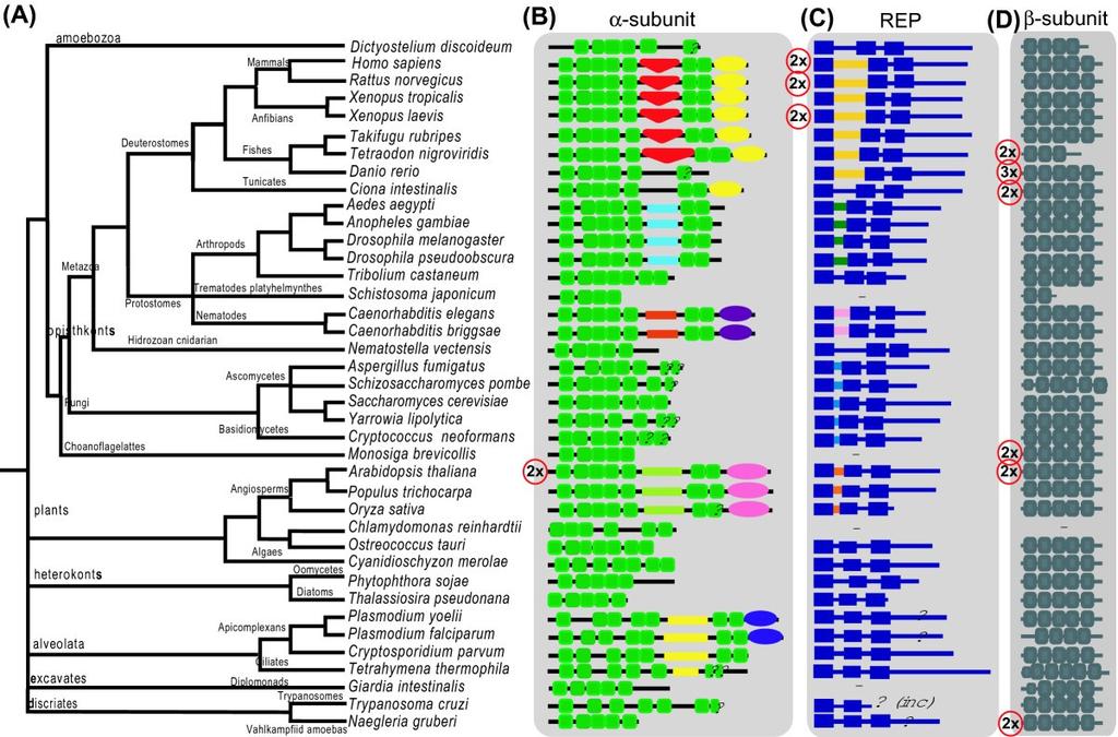taxonomie Vytváří a studuje systém Zabývá se různými formami příbuznosti a následnosti taxonomických