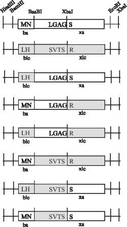profily Vga(A), Vga(A) LC proteinů a hybridních proteinů po expresi v citlivém kmeni S. aureus RN4220. Tab.