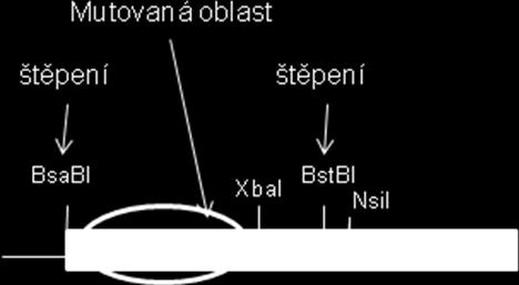 15 min. ph se upraví na 7,5 při 25 C a sterilizuje autoklávováním při 121 C po dobu 80 µg/ml. Pro selekci u S.