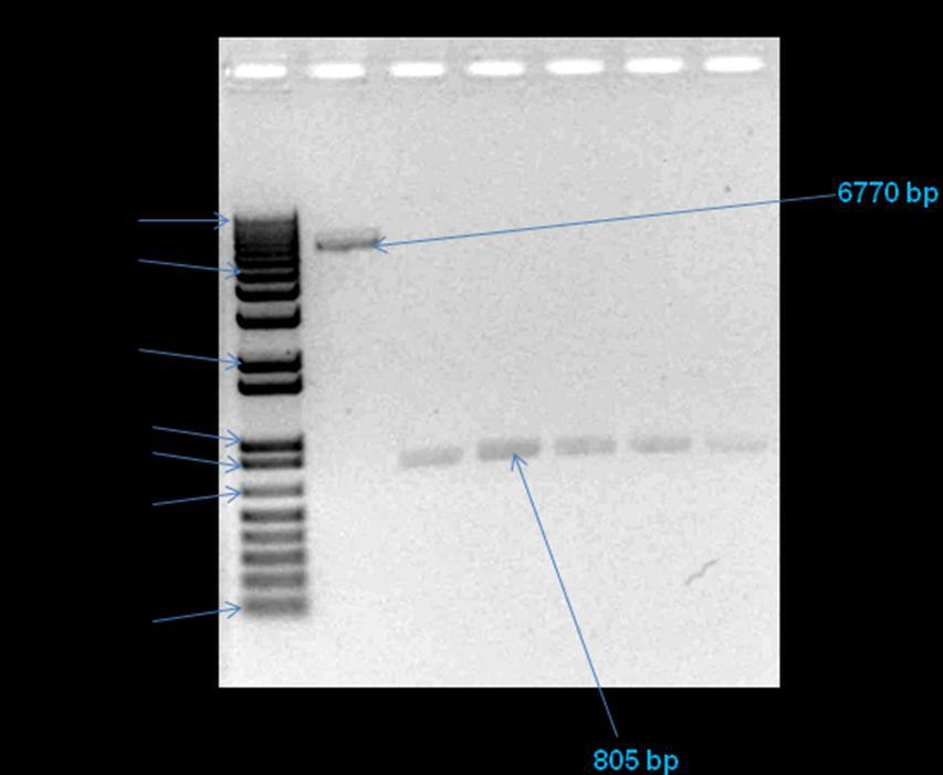 Obr. 8: Ověření úspěšnosti izolace DNA fragmentů z gelu (M- 1 Kb Plus DNA Ladder, 1- prb.