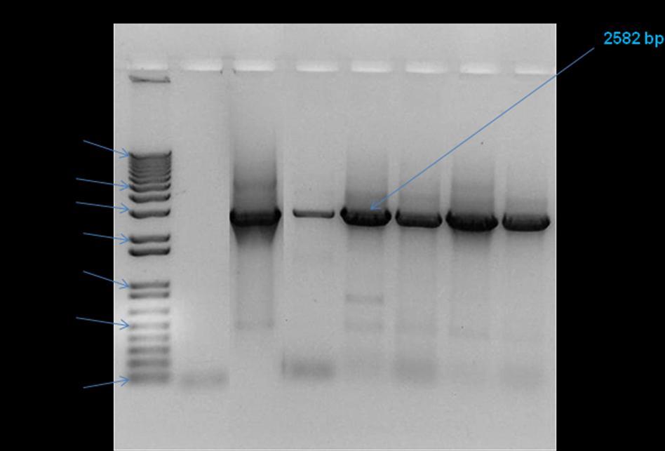 Obr. 15: Ověření elektroporace konstruktů (prb.mut a prb.vga(a) LC xa) do S. aureus RN4220 (koloniová PCR) (M- 1 Kb Plus DNA Ladder, NK- negativní kontrola, PK- pozitivní kontrola (plazmidová DNA prb.