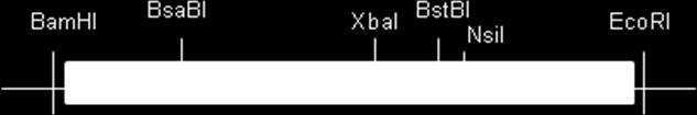 Konstrukt Exprese vektoru nebo MIC (µg/ml) proteinů v S. aureus LIN CLI PIIA RN4220 I. II.