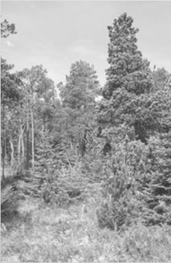 4 Blatkové bory: terminální stadium vrchovišť středních poloh. Dominuje stromová borovice blatka (P. rotundata). V byl. patře dominují keříčky (Ledum palustre, Oxycoccus palustris s. lat.