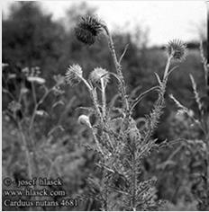 Častý výskyt dvouděložných bylin snášejících časté narušování (Achillea millefolium, Bellis perennis, Carum carvi, Euphrasia rostkoviana, Hypochoeris radicata, Plantago major, Taraxacum sect.