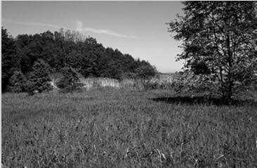 T1.5 Vlhké pcháčové louky Natura 2000 - Vlhké až mokré louky s dominantními travinami (Agrostis canina, Carex acuta, C. acutiformis, C. cespitosa, Festuca pratensis, F. rubra s. lat.