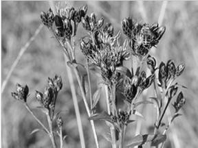 Nápadný barevný aspekt tvoří v dobu květu: Iris sibirica, Lychnis flos-cuculi a Serratula tinctoria.