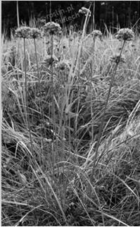 T1.9 Střídavě vlhké bezkolencové louky Natura 2000-6410 Molinia meadows on calcareous, peaty or
