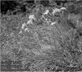 bezkolencem (Molinia arundinacea) a hojným zastoupením dalších travin (Deschampsia cespitosa,