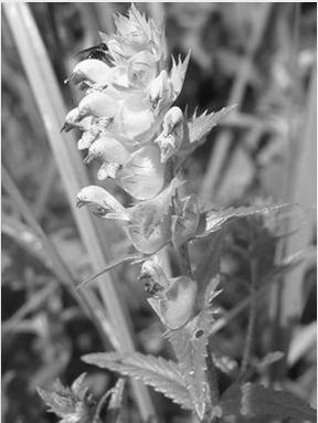 pallescens, C. pilulifera, Festuca ovina, F. rubra s. lat.