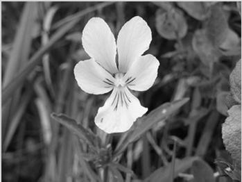 Galium pumilum, Hieracium pilosella, Hypericum maculatum a