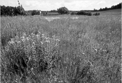 T2.3 Podhorské a horské smilkové trávníky: pastviny nebo jednosečné louky kyselých a málo produktivních půd v submontánním a montánním stupni. Chybí alpínské druhy rostlin.