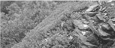 2 Sekundární podhorská a horská vřesoviště: sekundární vegetace vzniklá po odlesnění na místech acidofilních bučin, borů a horských smrčin, zpravidla na opuštěných nebo ochuzených pastvinách, hlušině