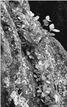S1 Skály a droliny Natura 2000-8210 Chasmophytic vegetation of calcareous rocky slopes, 8220 Chasmophytic vegetation on siliceous rocky slopes Vývojová řada: - iniciální sukces.