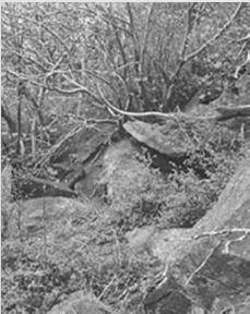 S1.5 Křoviny skal a drolin s rybízem alpinským (Ribes alpinum): svahy skalnatých údolí a vrcholových skal izolovaných kopců.