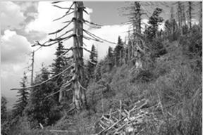L9 Smrčiny L9.1 Horské třtinové smrčiny Natura 2000-9410 Acidophilous spruce forests (Vaccinio- Piceetea) Různověké smrčiny s několika stromovými patry.