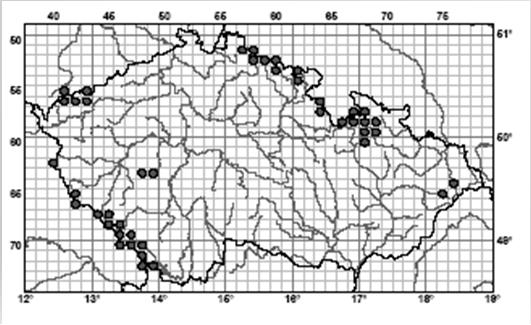 smrčin: Avenella flexuosa, Calamagrostis villosa, Dryopteris dilatata a Vaccinium myrtillus. + plavuně a montánní druhy (Blechnum spicant, Homogyne alpina, Luzula sylvatica).